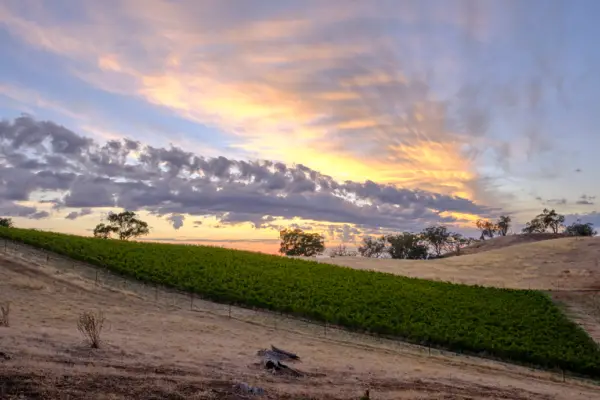 Tellurian Heathcote Shiraz