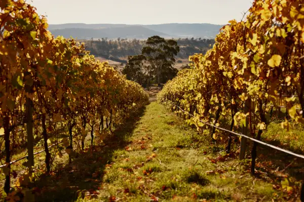 Dalrymple Vineyard