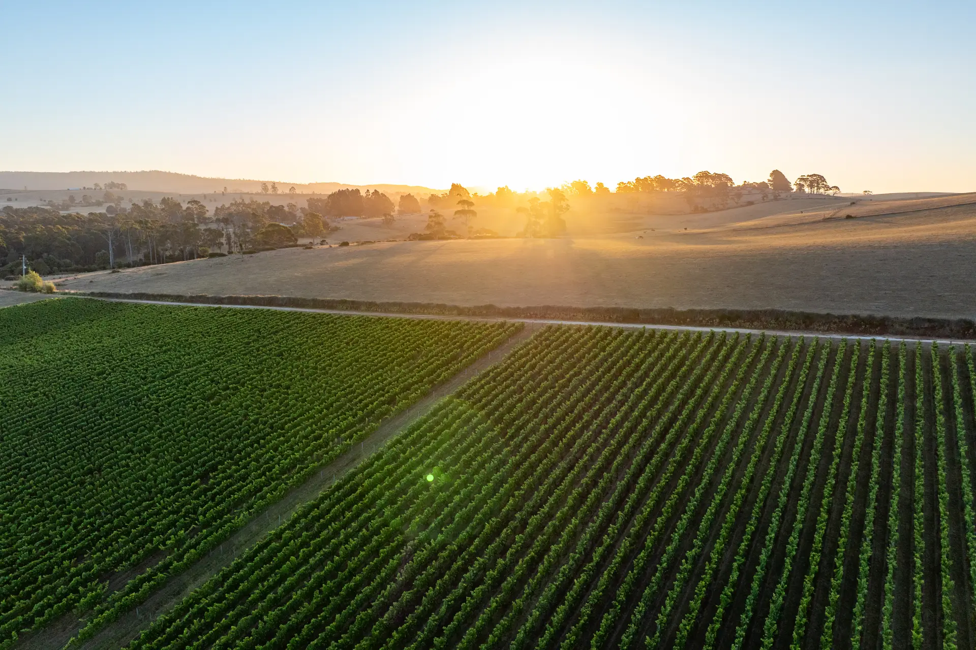 Southbank Dinner | Pipers Brook Vineyard